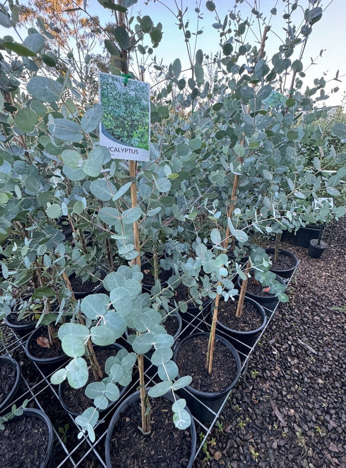 Apple Cider Eucalyptus Tree Seeds for Planting – Eucalyptus gunnii Cider Gum
