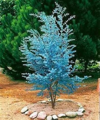 Eucalyptus Gunnii Tree with Smooth Ornamental Bark