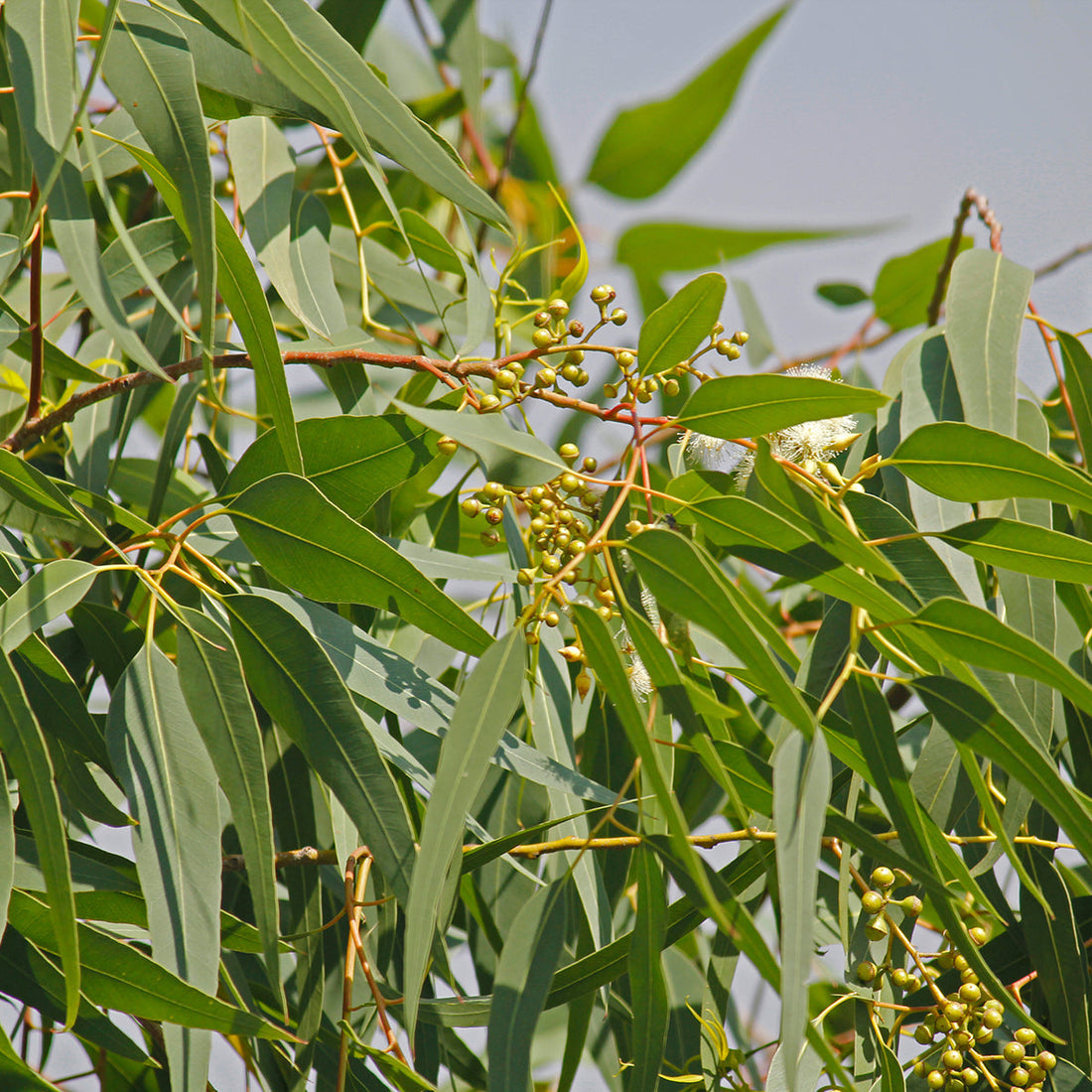 Lemon Scented Eucalyptus Tree Seeds for Planting – Heirloom Non-GMO Garden Seeds