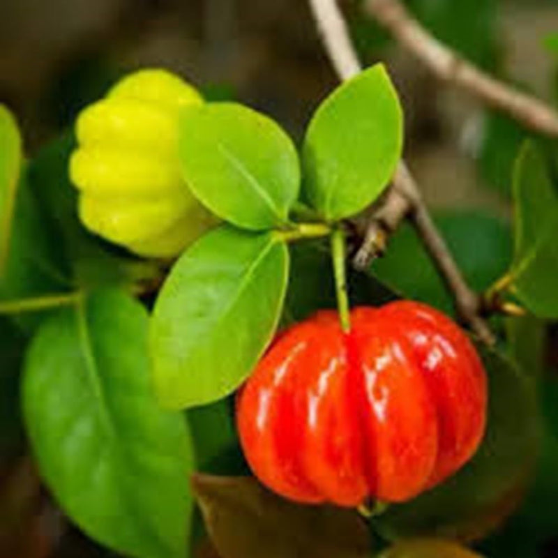 Pitanga fruit seeds for planting – heirloom Non-GMO tropical garden variety