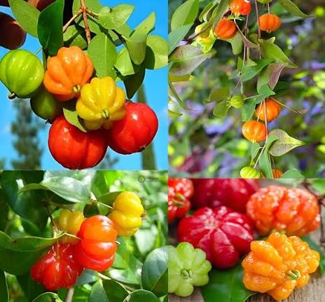 Zill's Surinam Cherry Fruit Seeds for Planting featuring Eugenia uniflora with glossy green leaves, delicate white flowers, and deeply ribbed tropical cherry fruits