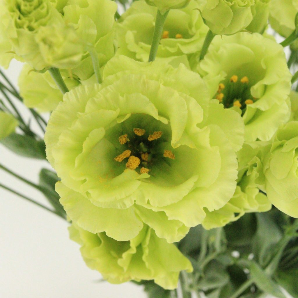 Green Eustoma flower seeds