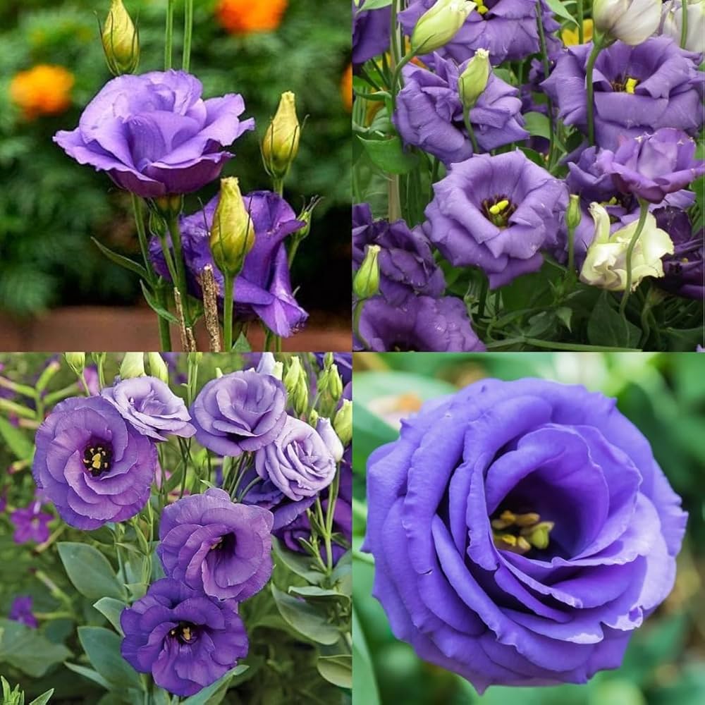 Eustoma Volite flower seeds