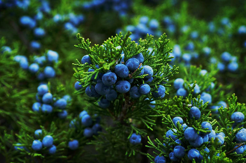 Evergreen Juniper Tree Seeds for Planting – Heirloom Non-GMO Garden Seeds