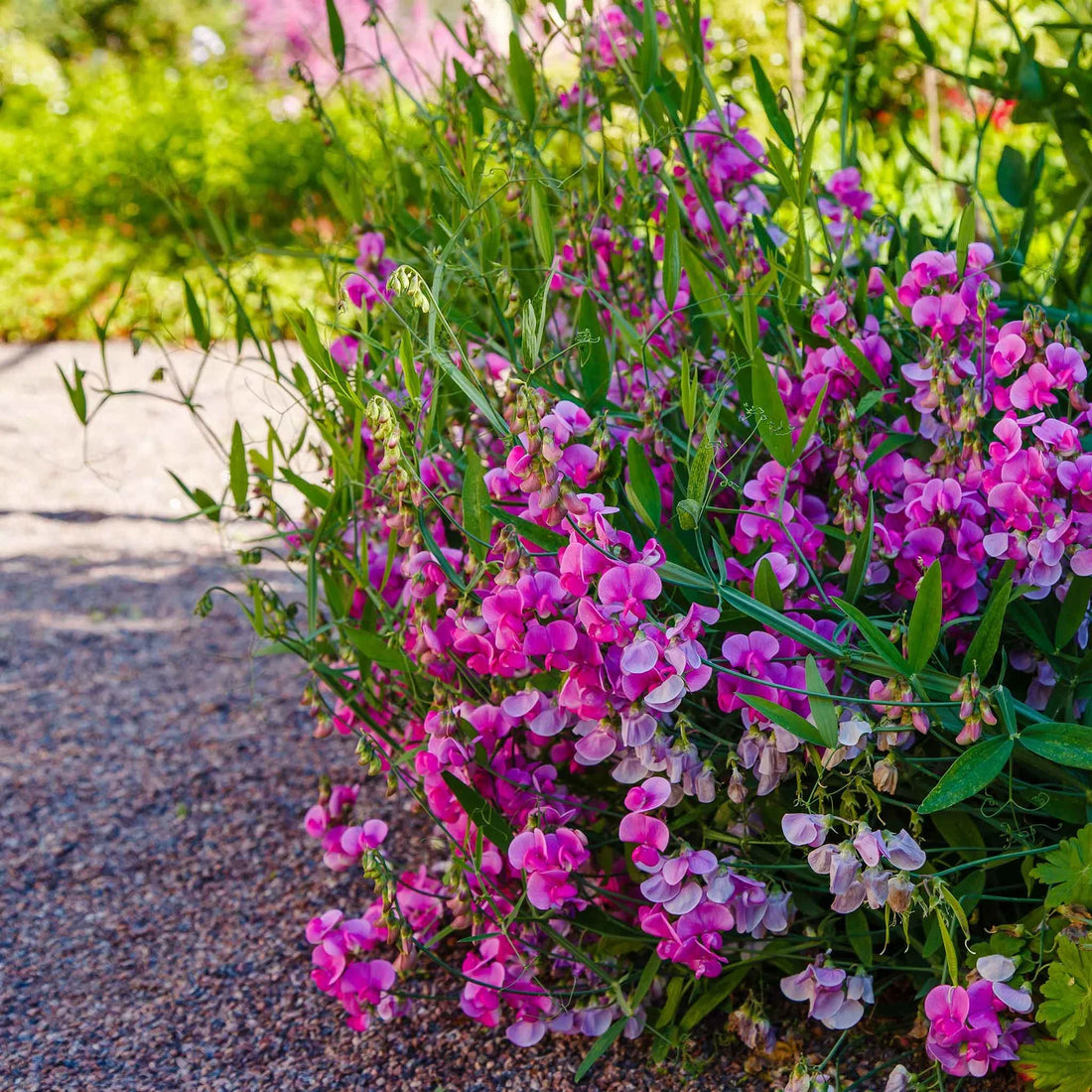 Everlasting Pea flower seeds