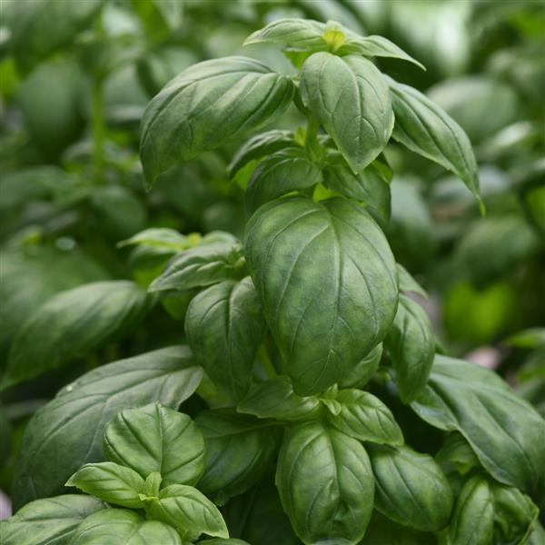 Everleaf Emerald Towers Basil Herb Seeds for Planting – Heirloom Non-GMO Garden Seeds