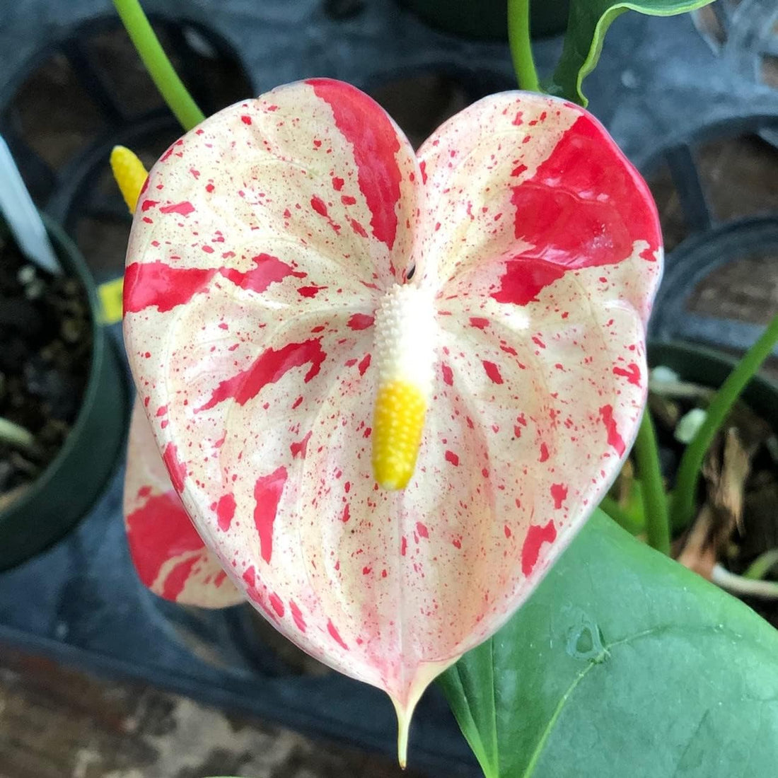 Anthurium flower seeds