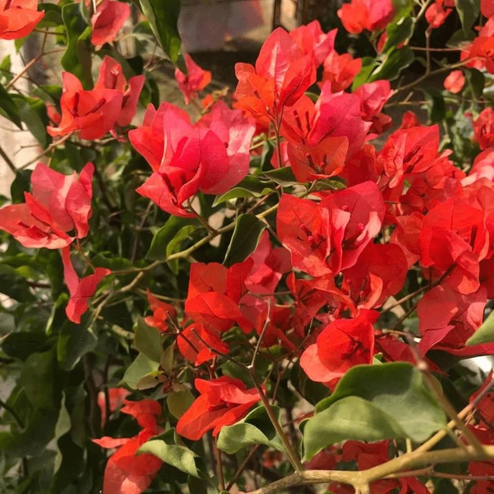Bougainvillea flower seeds
