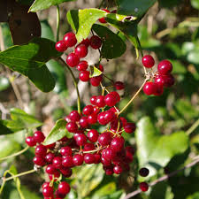 Sarsaparilla Fruit Seeds for Planting – Exotic Garden Seeds