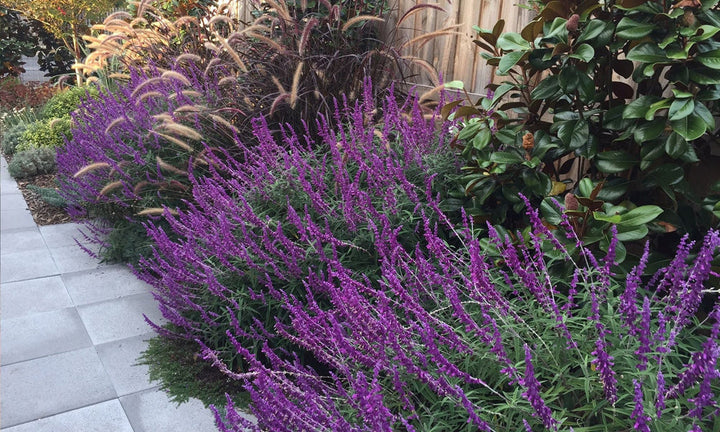 Lavender Barbara flower seeds