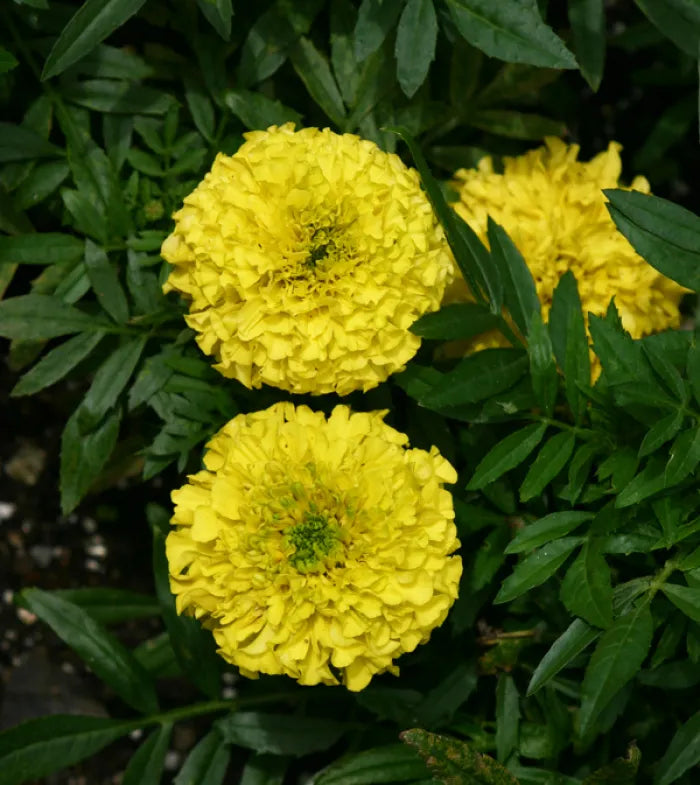 Marigold Tagetes flower seeds