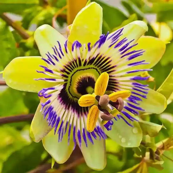 Yellow Passion Flower Seeds for Planting – Passiflora lutea Flowering Vine