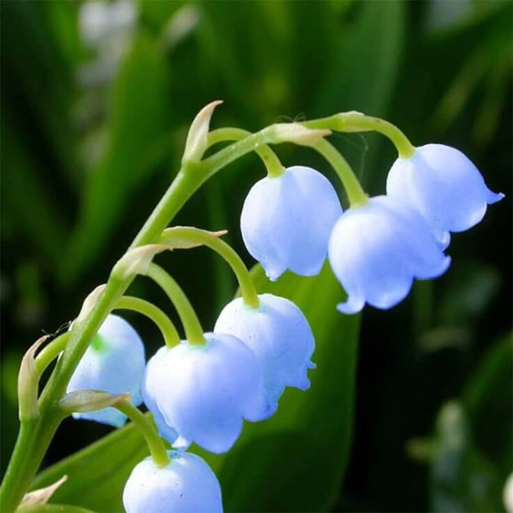 of the Valley plant