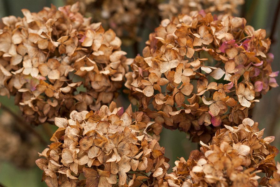 Brown Hydrangea flower seeds