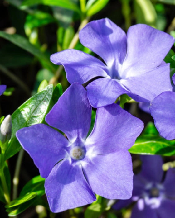 Light Blue flower seeds