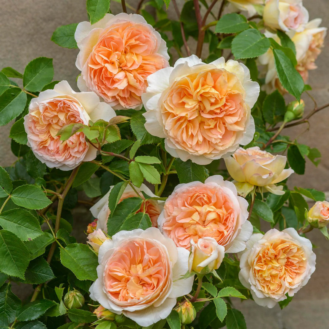Peach Climbing flower seeds