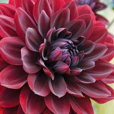 Night Wildflower Dahlia plant