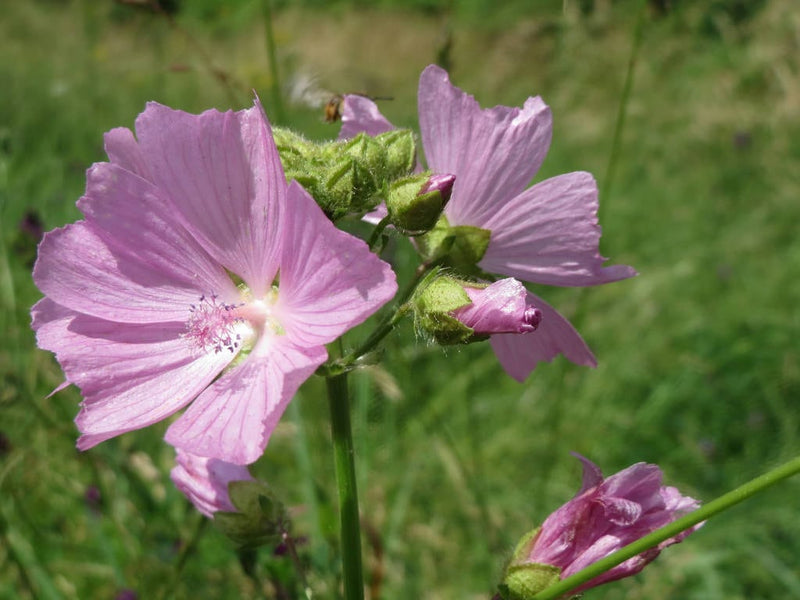 Pink Musk Mallow Flower Seeds for Planting – Heirloom Malva moschata Seeds
