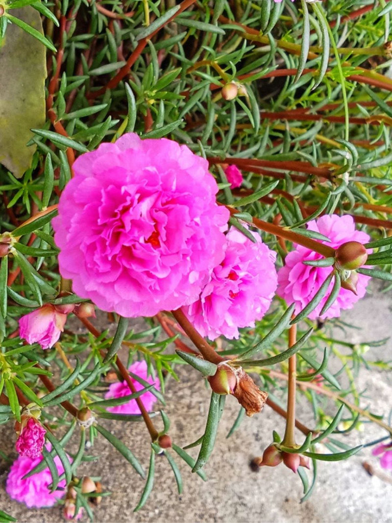 Pink Portulaca Flower Seeds for Planting – Heirloom Non-GMO Garden Seeds