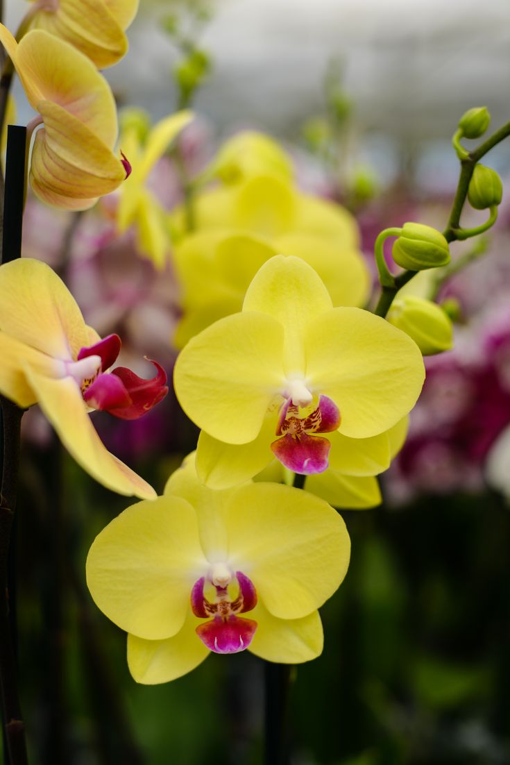 Yellow Phalaenopsis Orchid Flower Seeds for Planting – Heirloom Non-GMO Garden Seeds