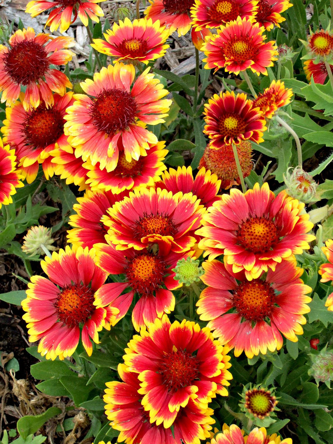 Gaillardia flower seeds