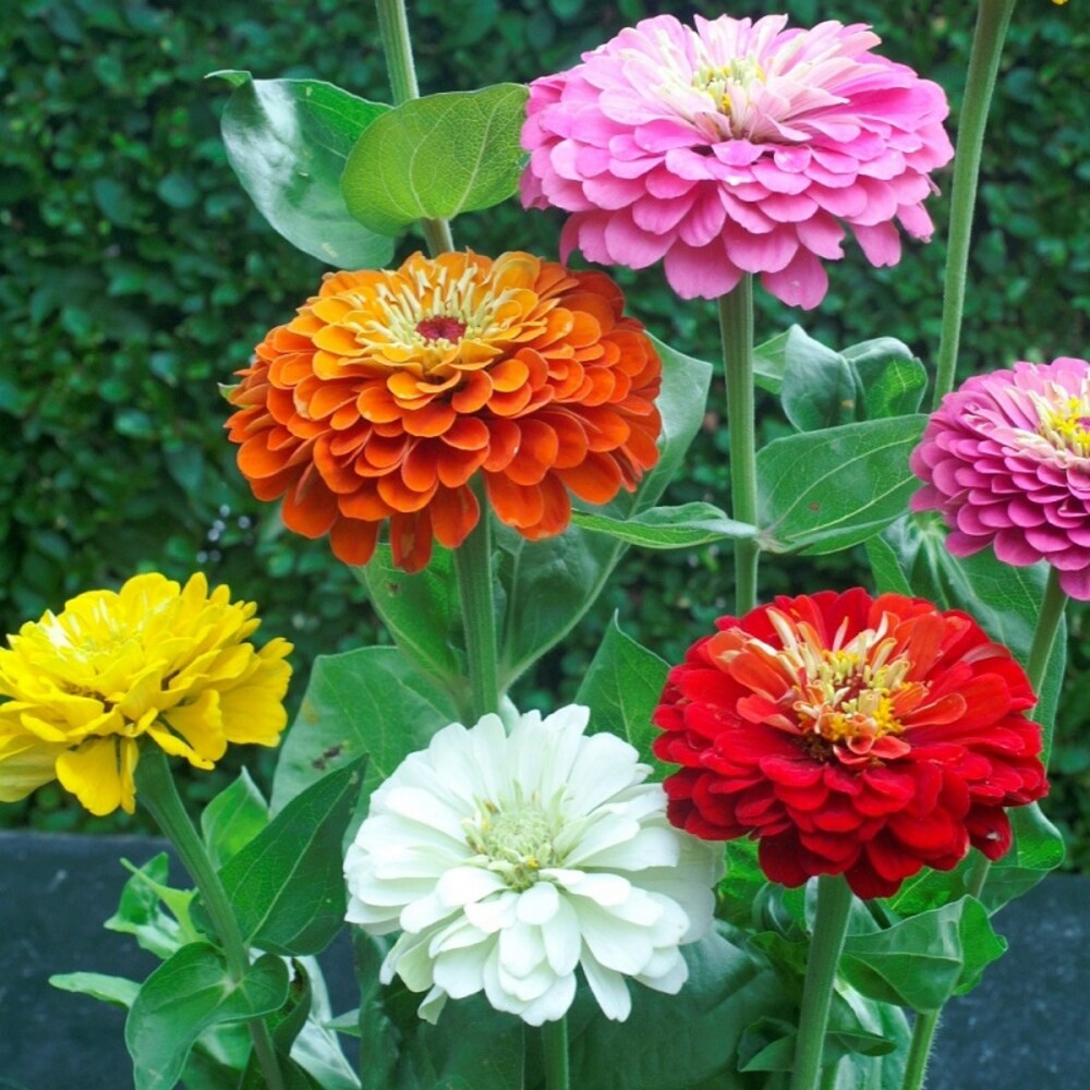 Helichrysum flower seeds