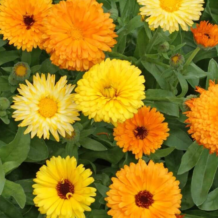 Calendula plant