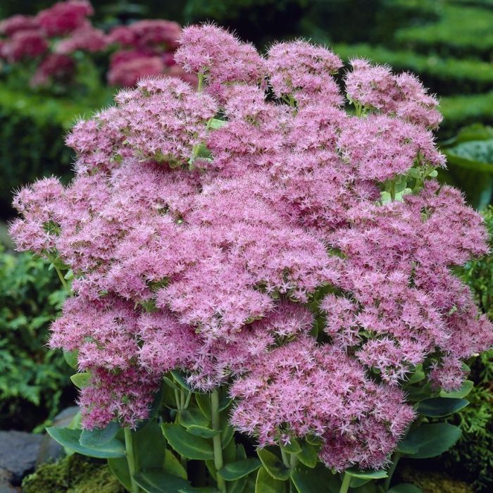 Spectabile flower seeds