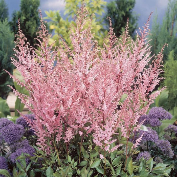 Astilbe Arendsii flower seeds