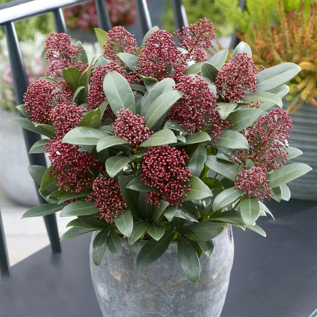 Skimmia flower seeds