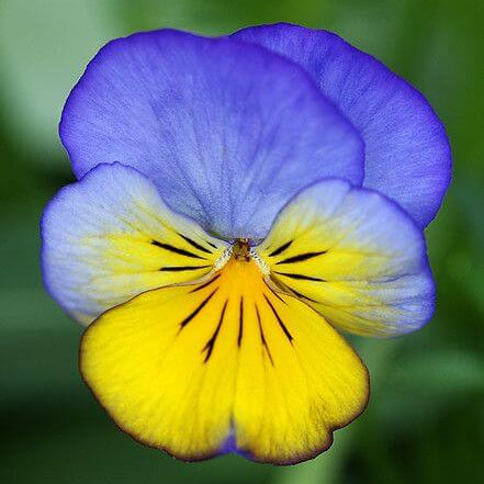 Blue Yellow Pansy plant