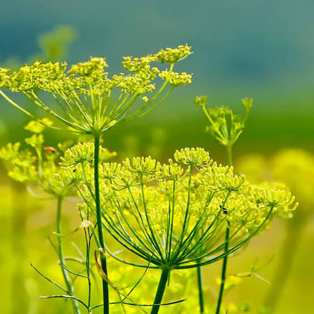 Tall Fennel Growing in Cottage Garden