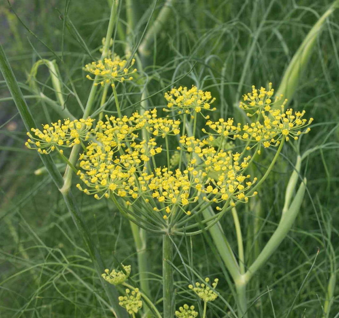 Fennel Herb Seeds for Planting – Heirloom Non-GMO Garden Seeds