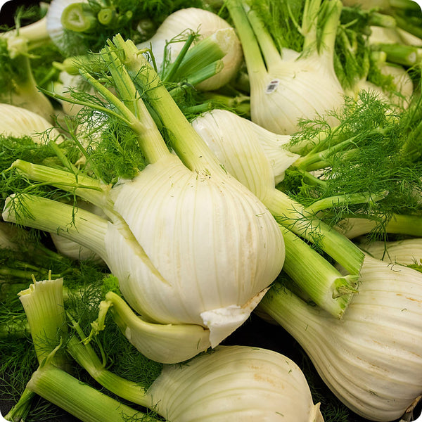Perfection Fennel Herb Seeds for Planting – Heirloom Non-GMO Garden Seeds