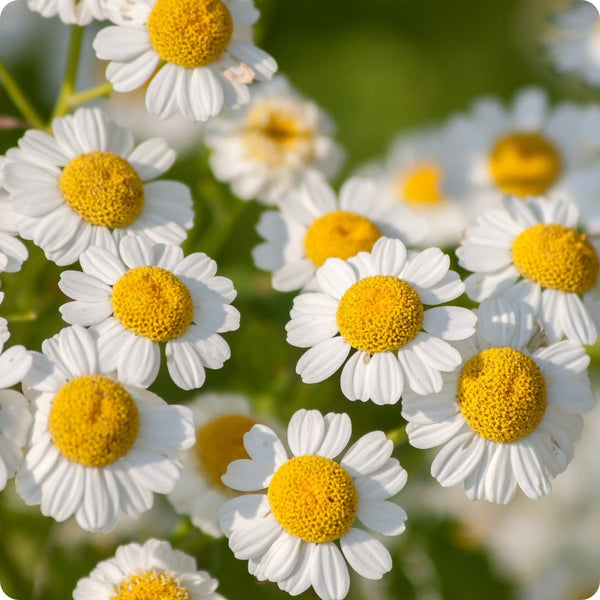 Feverfew Herb Seeds for Planting – Heirloom Non-GMO Garden Seeds