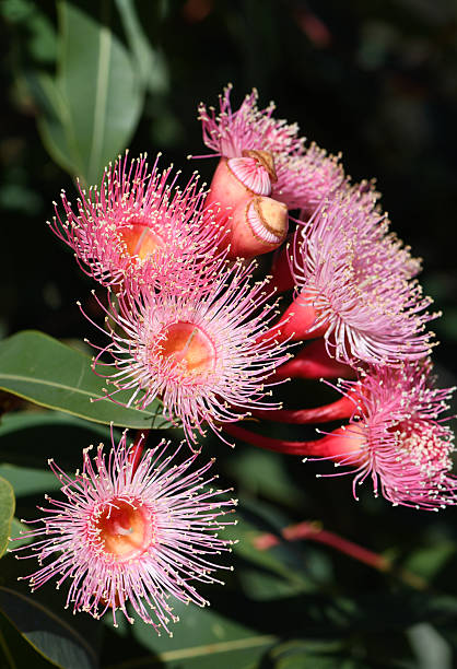Ficifolia flower growing with yellow blooms and distinctive leaves in a sunny garden