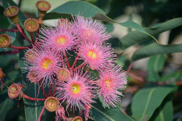Ficifolia flower growing with yellow blooms and distinctive leaves in a sunny garden