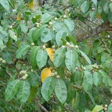 Young Ficus Pertusa Tree Growing in Container