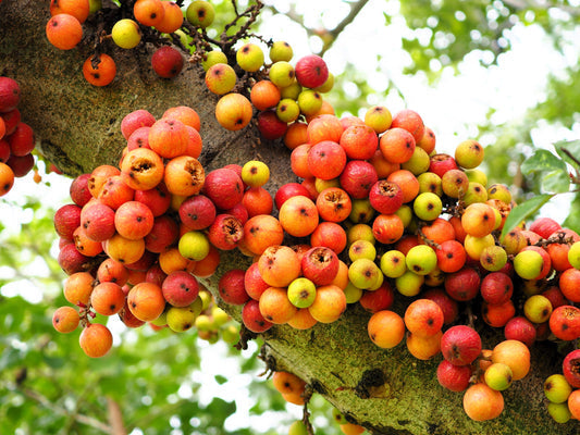 cluster fig seeds