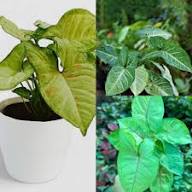 Young Buddha Tree Seedling Growing in Container