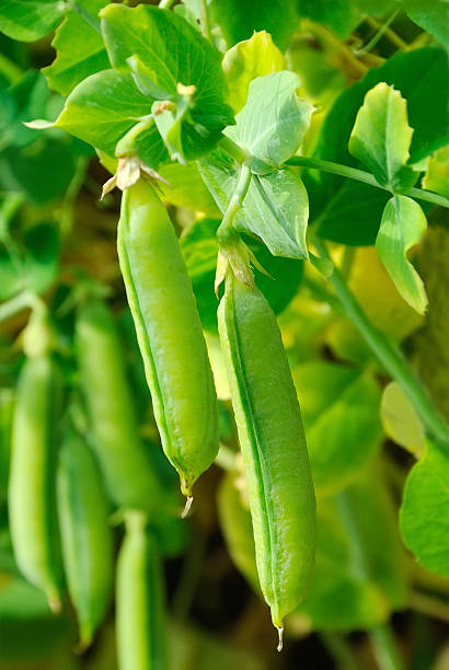 Field pea vegetable plants growing with green foliage and developing pea pods in a home garden