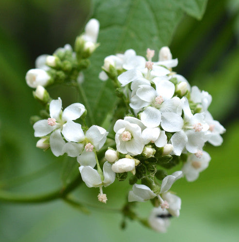 Glade Mallow flower seeds