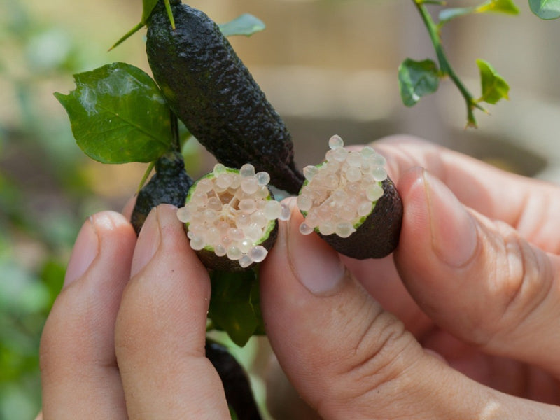 Finger Lime Fruit Seeds for Planting – Australian Citrus Garden Seeds