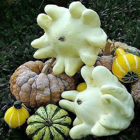 finger squash seeds