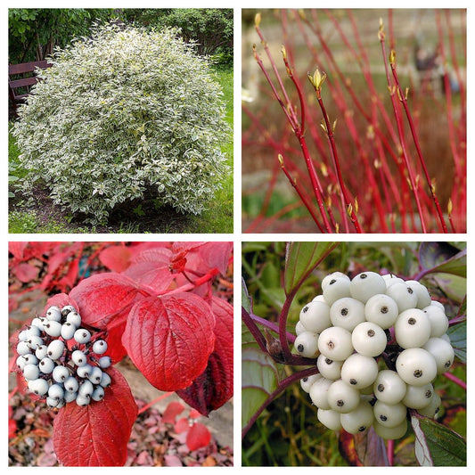 fire and ice dogwood seeds