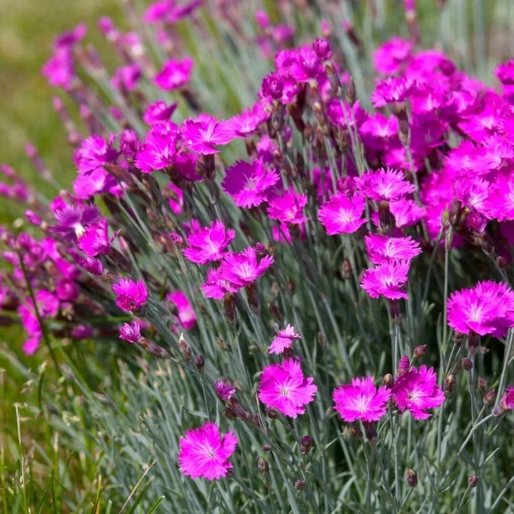 Pink Dianthus flower seeds
