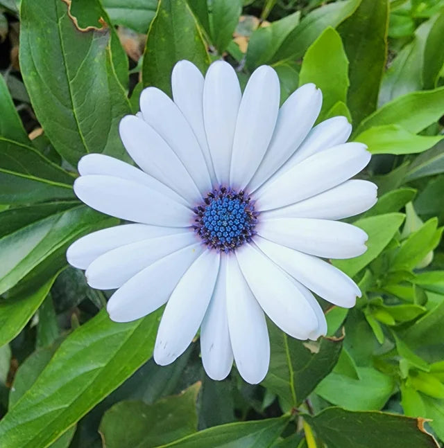 African Blue flower seeds