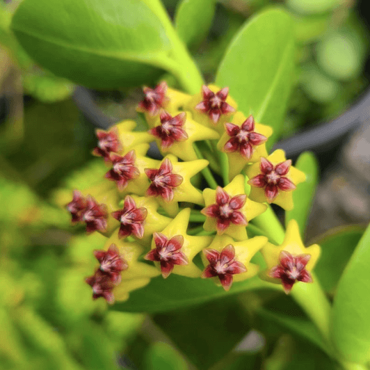 Blooming Hoya plant
