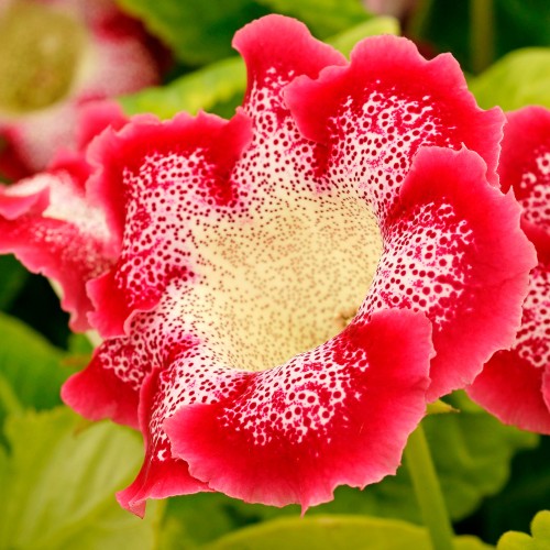 Dark Red flower seeds