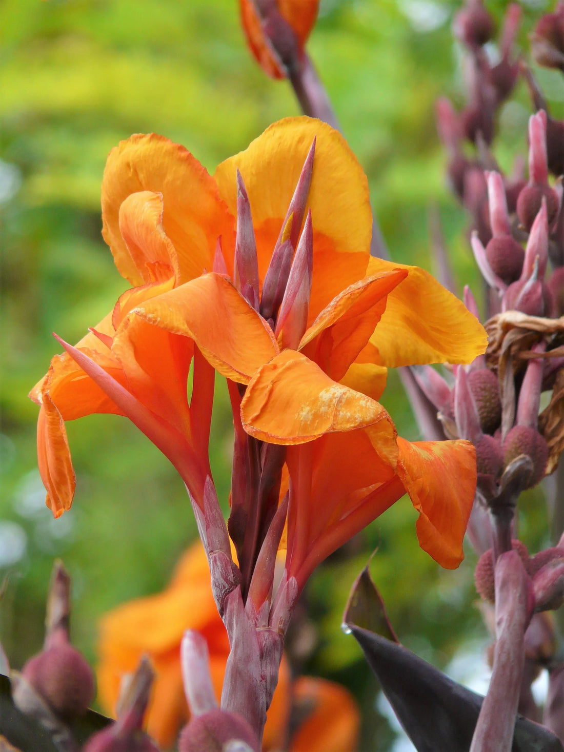 Orange Indica flower seeds